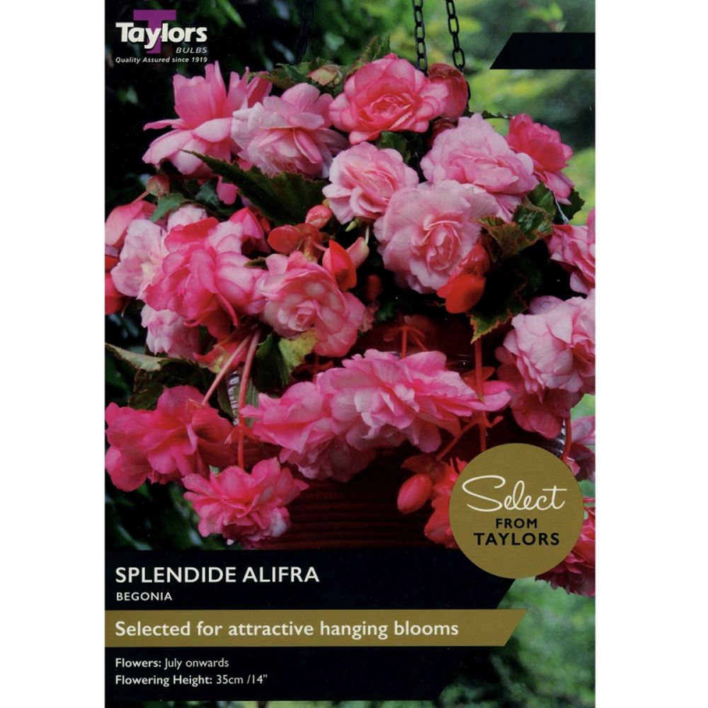Begonia Splendide Alfira